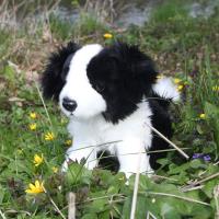 Rappa - Pluszowa realistyczna maskotka Pies Border Collie siedzący 30 cm Eco-Friendly